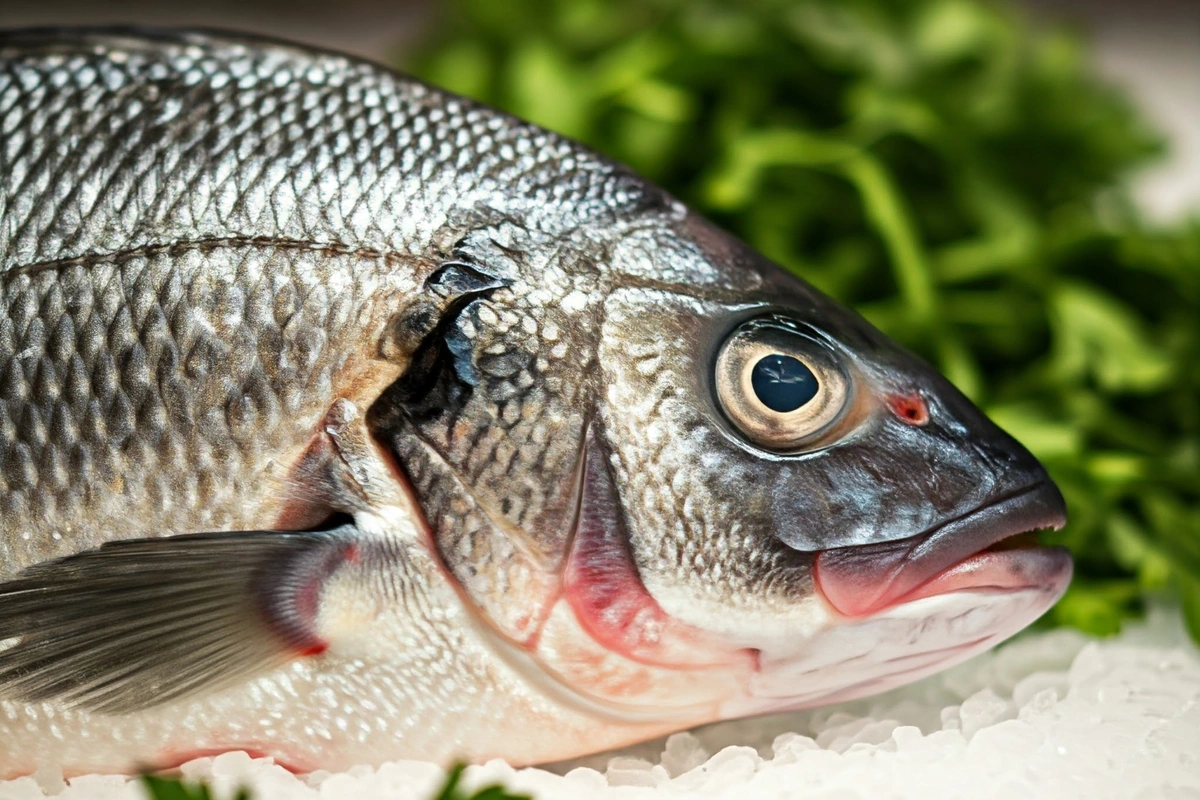 Fresh raw branzino on ice with herbs